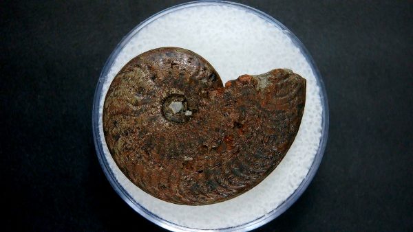 Genuine Jurassic Age Ammonite in Gem Jar Fossil for Sale from France #26a