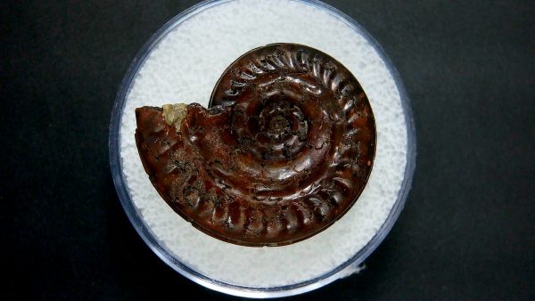 Genuine Jurassic Age Ammonite in Gem Jar Fossil for Sale from France #27