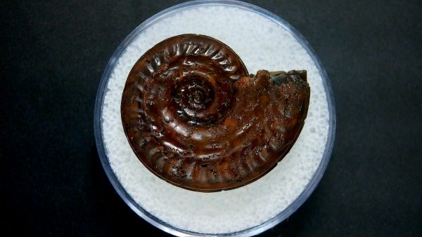 Genuine Jurassic Age Ammonite in Gem Jar Fossil for Sale from France #27a