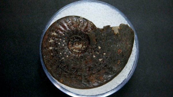 Genuine Jurassic Age Ammonite in Gem Jar Fossil for Sale from France #28