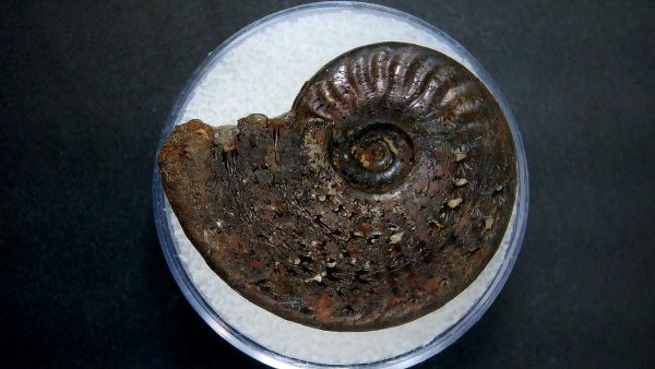 Genuine Jurassic Age Ammonite in Gem Jar Fossil for Sale from France #28a