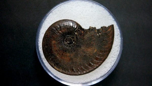 Genuine Jurassic Age Ammonite in Gem Jar Fossil for Sale from France #29