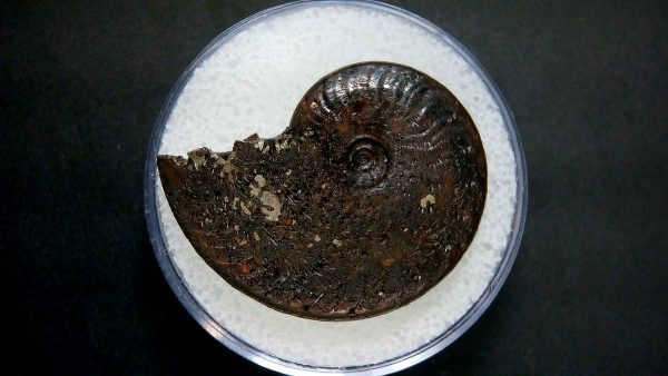 Genuine Jurassic Age Ammonite in Gem Jar Fossil for Sale from France #29a