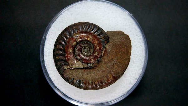 Genuine Jurassic Age Ammonite in Gem Jar Fossil for Sale from France #2a