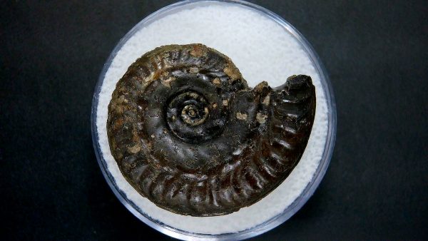 Genuine Jurassic Age Ammonite in Gem Jar Fossil for Sale from France #3