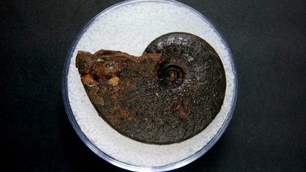 Genuine Jurassic Age Ammonite in Gem Jar Fossil for Sale from France #30