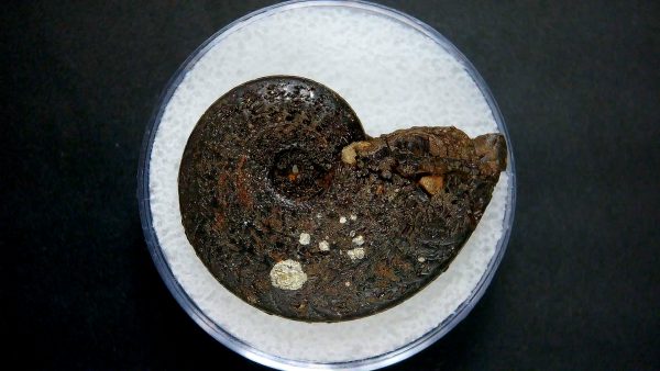 Genuine Jurassic Age Ammonite in Gem Jar Fossil for Sale from France #30a