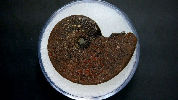 Genuine Jurassic Age Ammonite in Gem Jar Fossil for Sale from France #31