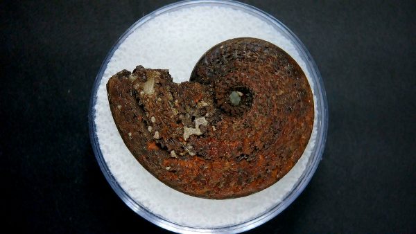 Genuine Jurassic Age Ammonite in Gem Jar Fossil for Sale from France #31a