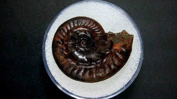 Genuine Jurassic Age Ammonite in Gem Jar Fossil for Sale from France #32