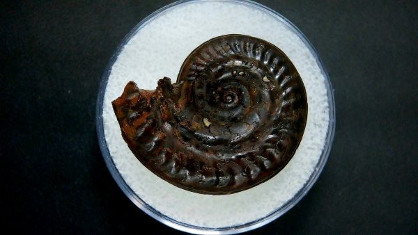 Genuine Jurassic Age Ammonite in Gem Jar Fossil for Sale from France #32a