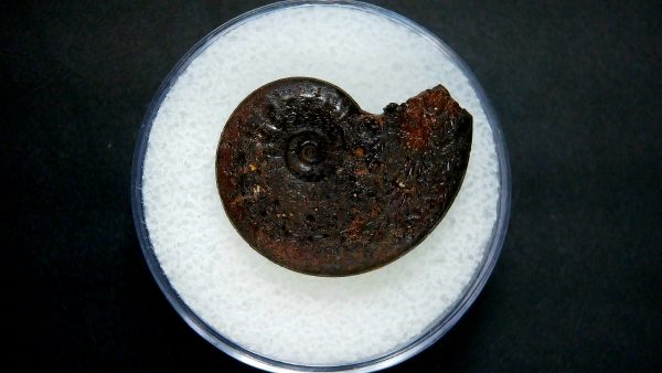 Genuine Jurassic Age Ammonite in Gem Jar Fossil for Sale from France #33