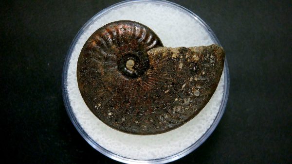 Genuine Jurassic Age Ammonite in Gem Jar Fossil for Sale from France #34