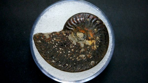 Genuine Jurassic Age Ammonite in Gem Jar Fossil for Sale from France #34a