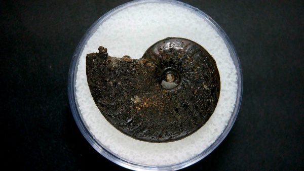 Genuine Jurassic Age Ammonite in Gem Jar Fossil for Sale from France #35