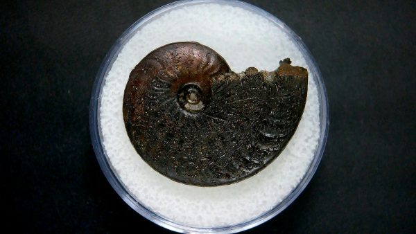 Genuine Jurassic Age Ammonite in Gem Jar Fossil for Sale from France #35a