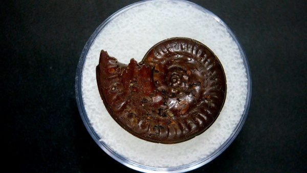 Genuine Jurassic Age Ammonite in Gem Jar Fossil for Sale from France #36