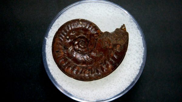 Genuine Jurassic Age Ammonite in Gem Jar Fossil for Sale from France #36a