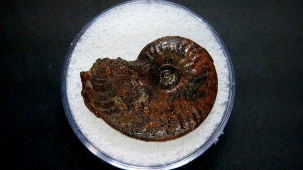 Genuine Jurassic Age Ammonite in Gem Jar Fossil for Sale from France #37