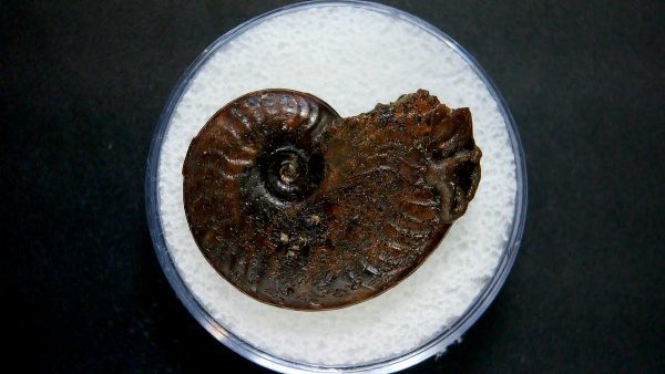 Genuine Jurassic Age Ammonite in Gem Jar Fossil for Sale from France #37a