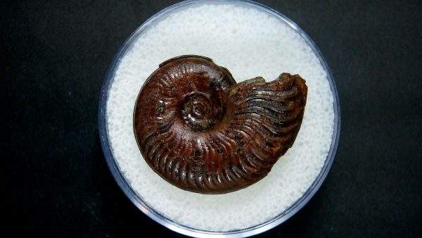 Genuine Jurassic Age Ammonite in Gem Jar Fossil for Sale from France #38