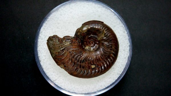 Genuine Jurassic Age Ammonite in Gem Jar Fossil for Sale from France #38a