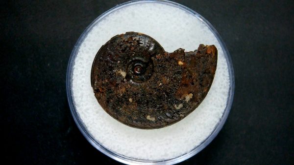 Genuine Jurassic Age Ammonite in Gem Jar Fossil for Sale from France #39