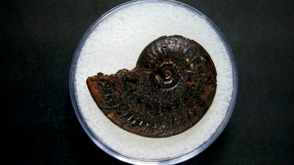 Genuine Jurassic Age Ammonite in Gem Jar Fossil for Sale from France #39a