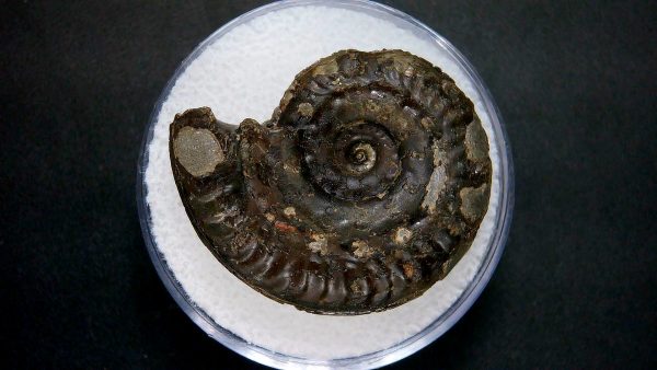 Genuine Jurassic Age Ammonite in Gem Jar Fossil for Sale from France #3a