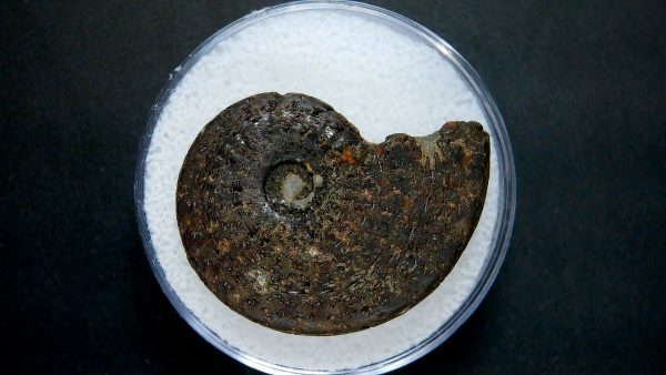 Genuine Jurassic Age Ammonite in Gem Jar Fossil for Sale from France #4