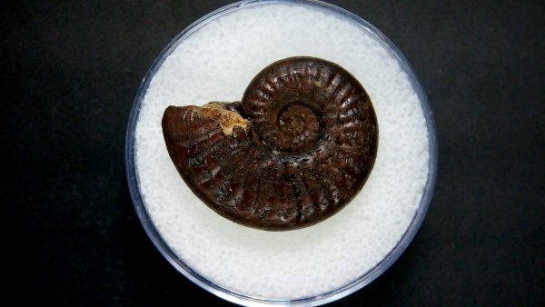 Genuine Jurassic Age Ammonite in Gem Jar Fossil for Sale from France #40