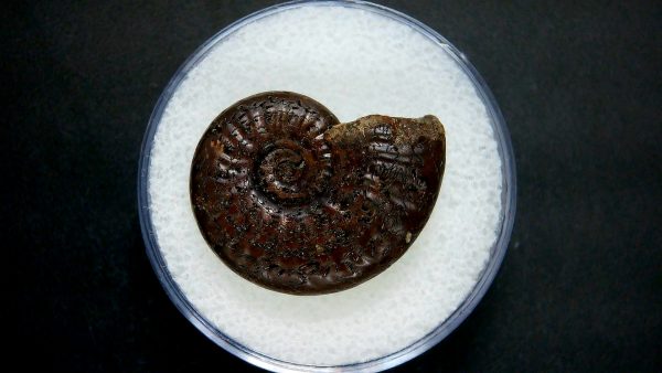 Genuine Jurassic Age Ammonite in Gem Jar Fossil for Sale from France #40a