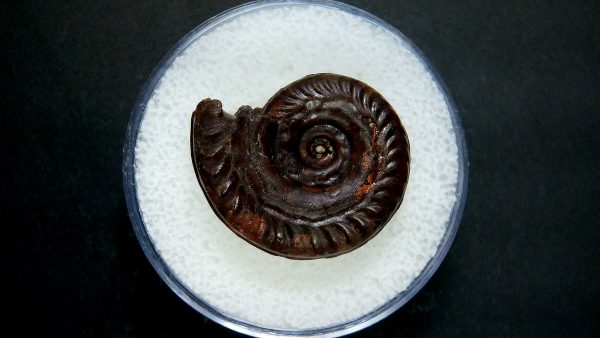 Genuine Jurassic Age Ammonite in Gem Jar Fossil for Sale from France #41