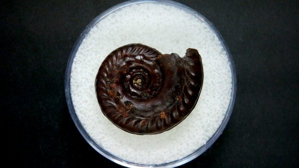 Genuine Jurassic Age Ammonite in Gem Jar Fossil for Sale from France #41a