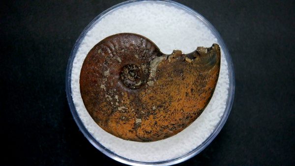 Genuine Jurassic Age Ammonite in Gem Jar Fossil for Sale from France #42