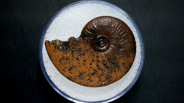 Genuine Jurassic Age Ammonite in Gem Jar Fossil for Sale from France #42a