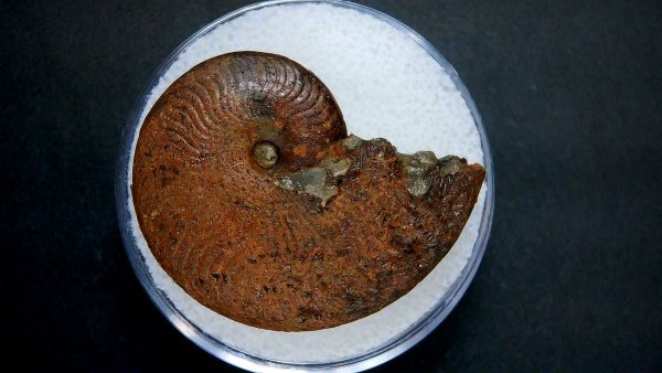 Genuine Jurassic Age Ammonite in Gem Jar Fossil for Sale from France #43