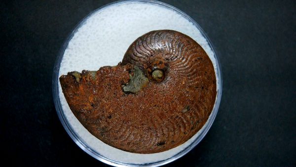 Genuine Jurassic Age Ammonite in Gem Jar Fossil for Sale from France #43a