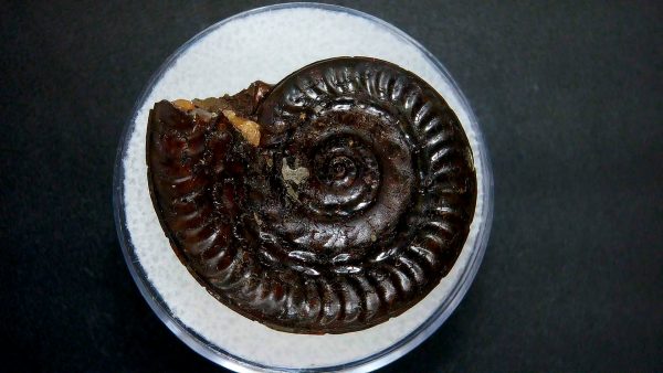 Genuine Jurassic Age Ammonite in Gem Jar Fossil for Sale from France #44