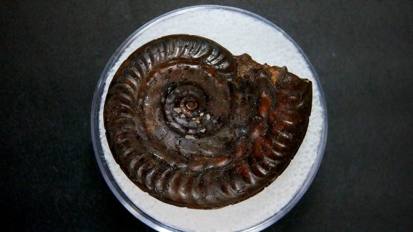 Genuine Jurassic Age Ammonite in Gem Jar Fossil for Sale from France #44a