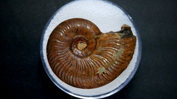 Genuine Jurassic Age Ammonite in Gem Jar Fossil for Sale from France #45