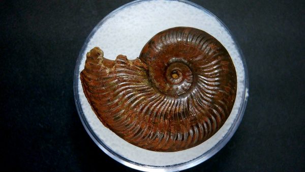 Genuine Jurassic Age Ammonite in Gem Jar Fossil for Sale from France #45a