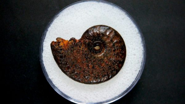 Genuine Jurassic Age Ammonite in Gem Jar Fossil for Sale from France #46