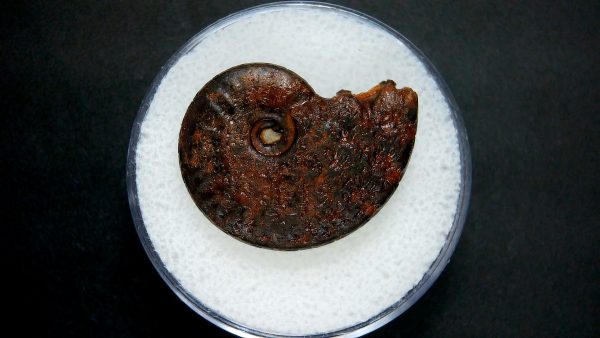 Genuine Jurassic Age Ammonite in Gem Jar Fossil for Sale from France #46a