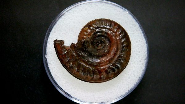 Genuine Jurassic Age Ammonite in Gem Jar Fossil for Sale from France #47