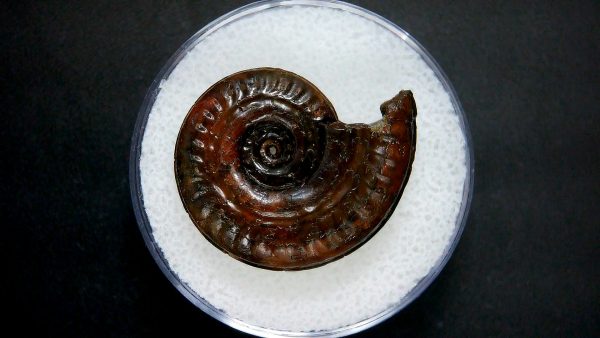 Genuine Jurassic Age Ammonite in Gem Jar Fossil for Sale from France #47a