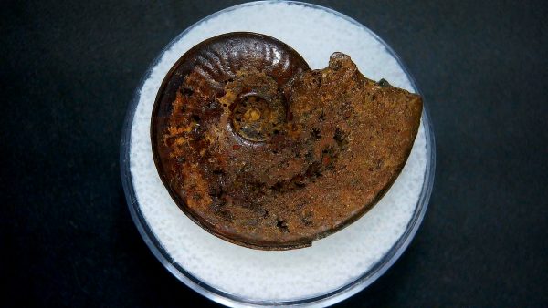 Genuine Jurassic Age Ammonite in Gem Jar Fossil for Sale from France #48