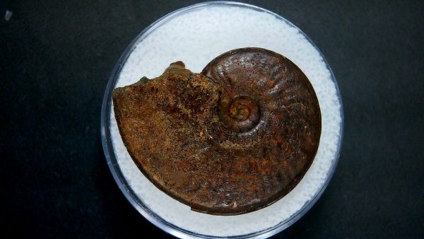 Genuine Jurassic Age Ammonite in Gem Jar Fossil for Sale from France #48a