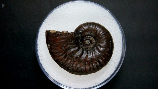 Genuine Jurassic Age Ammonite in Gem Jar Fossil for Sale from France #49