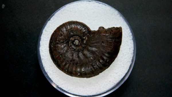 Genuine Jurassic Age Ammonite in Gem Jar Fossil for Sale from France #49a